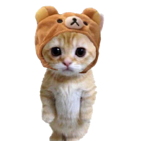 CATWIFHAT